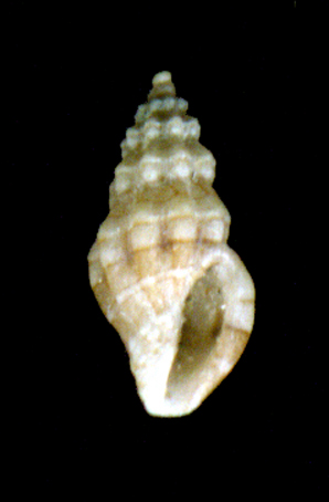 Mangelia taeniata