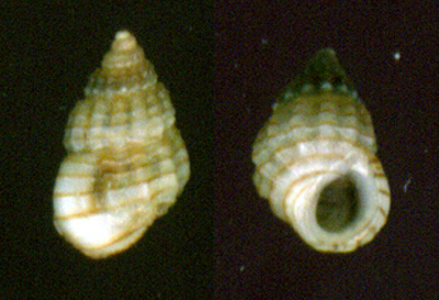 Alvania lineata