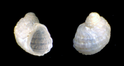 Clathrella clathrata