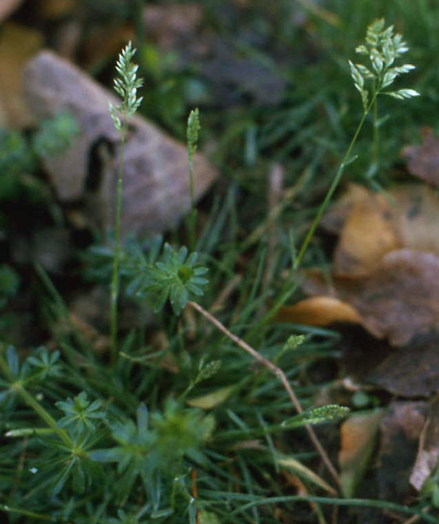 Poa annua / Fienarola annuale