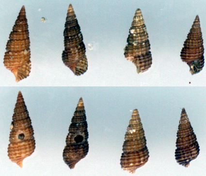 Bittium latreilli e Chauvetia sp.