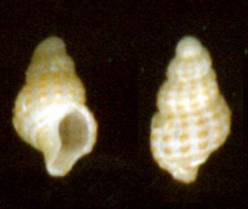 Bittium latreilli e Chauvetia sp.