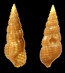 Bittium latreilli e Chauvetia sp.