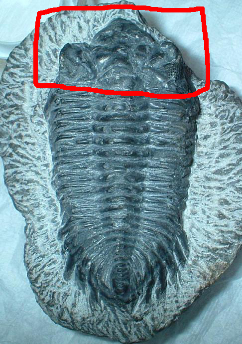 Trilobite