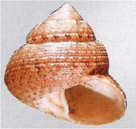 Esercizio sui Trochoidea