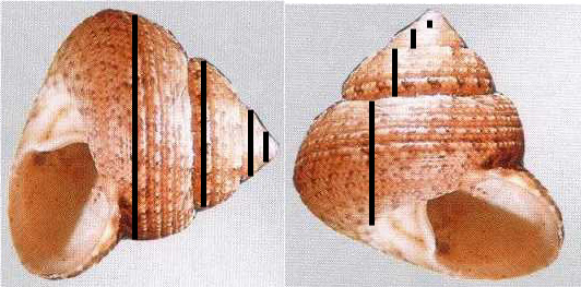 Esercizio sui Trochoidea