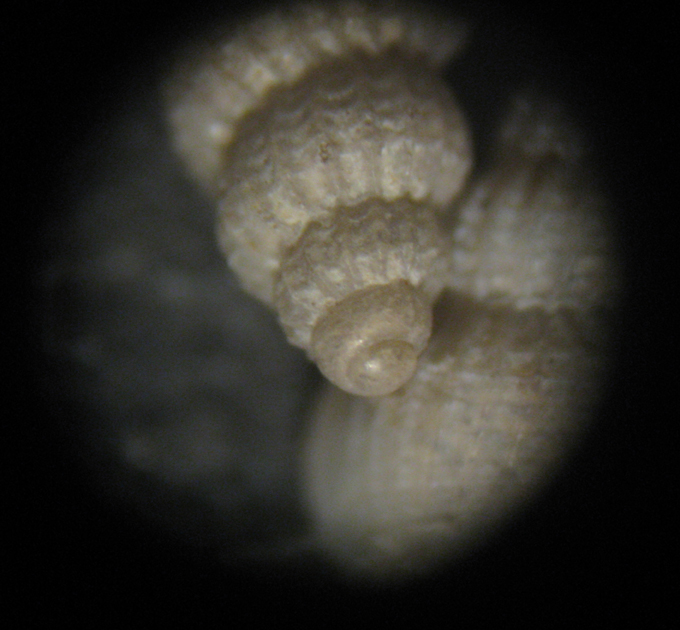 Alvania subsoluta