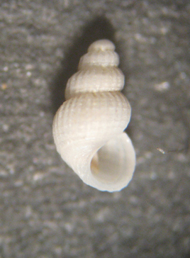 Alvania subsoluta