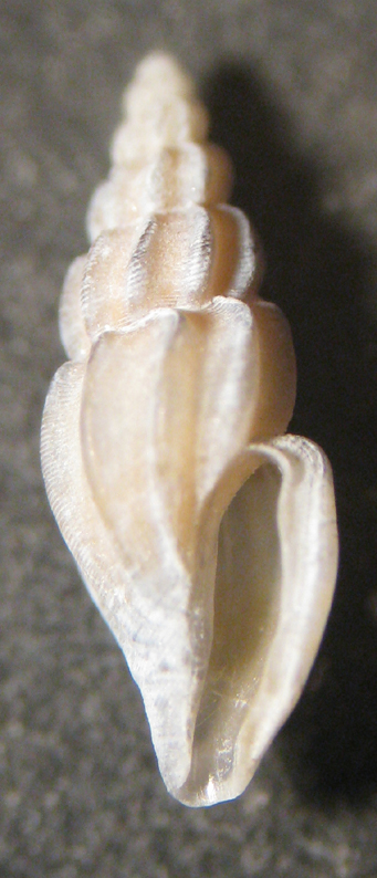 Mangelia costulata