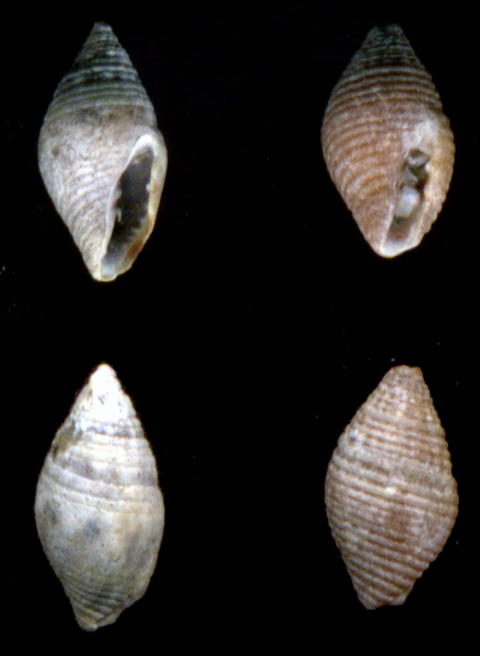 Mitromorpha  mediterranea e M. karpathoensis