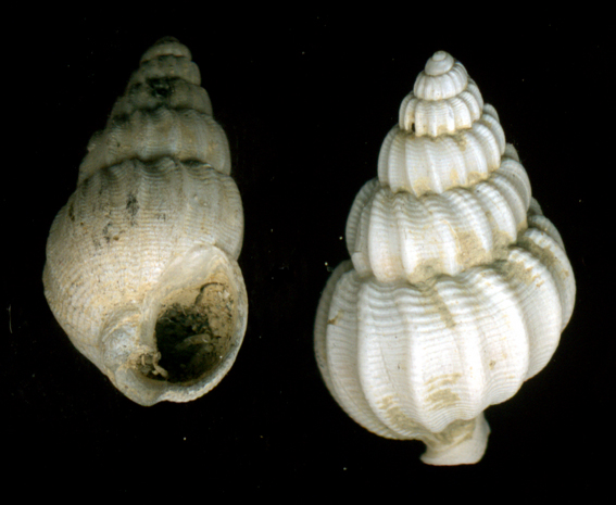 Nassarius lima