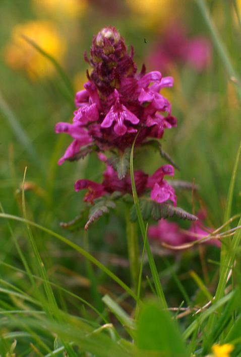 Pedicularis verticillata / Pedicolare a foglie verticillate