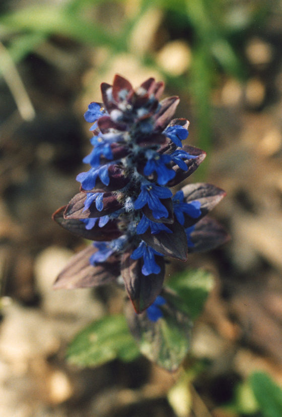 Ajuga reptans / Iva comune, Erba di S.Lorenzo