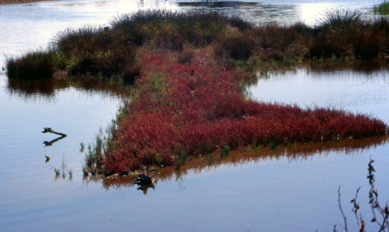 Flora delle dune