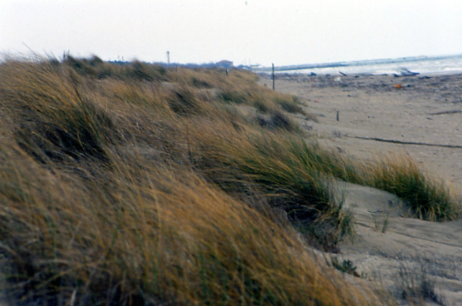 Flora delle dune