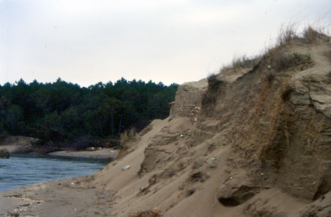 Flora delle dune