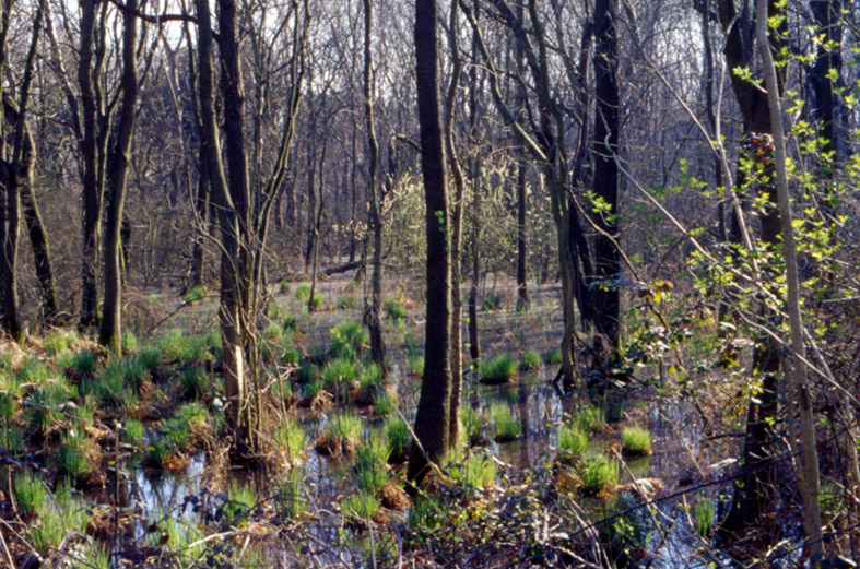 Flora delle dune