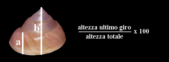 Esercizio sui Trochoidea