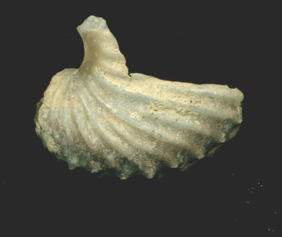 Argonauta argo