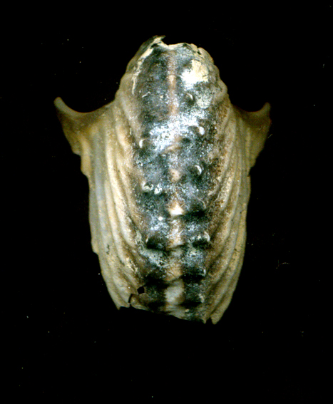 Argonauta argo