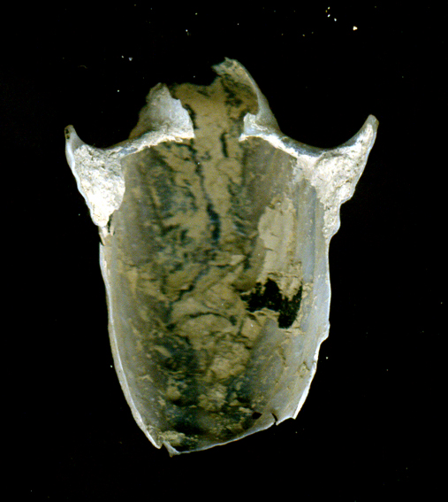 Argonauta argo