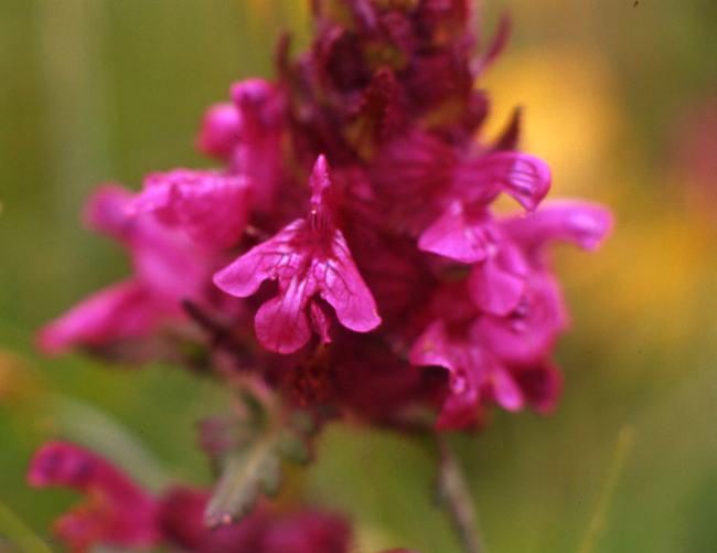 Pedicularis verticillata / Pedicolare a foglie verticillate