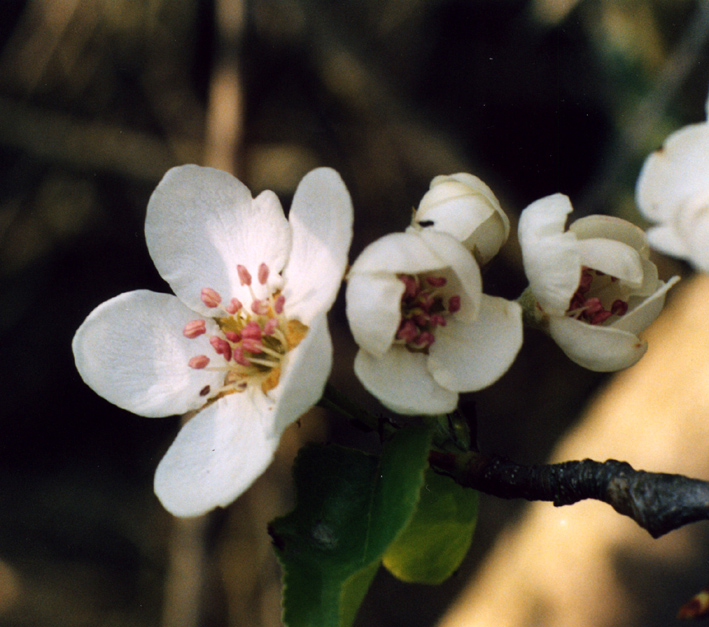 Pyrus pyraster / Pero selvatico