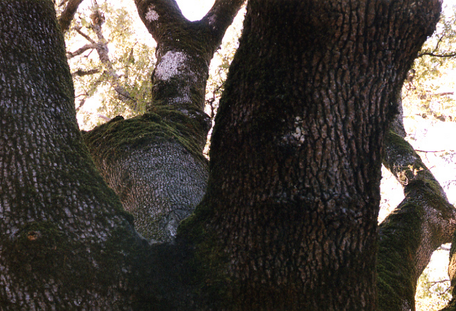 Quercus pubescens / Roverella