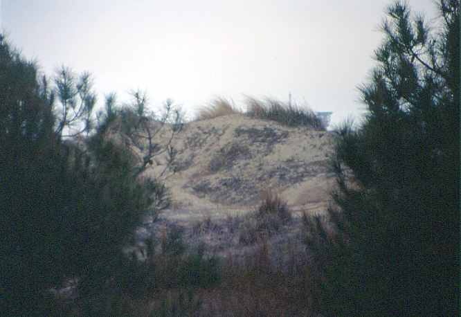 Flora delle dune