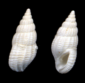 Rissoina bruguierei