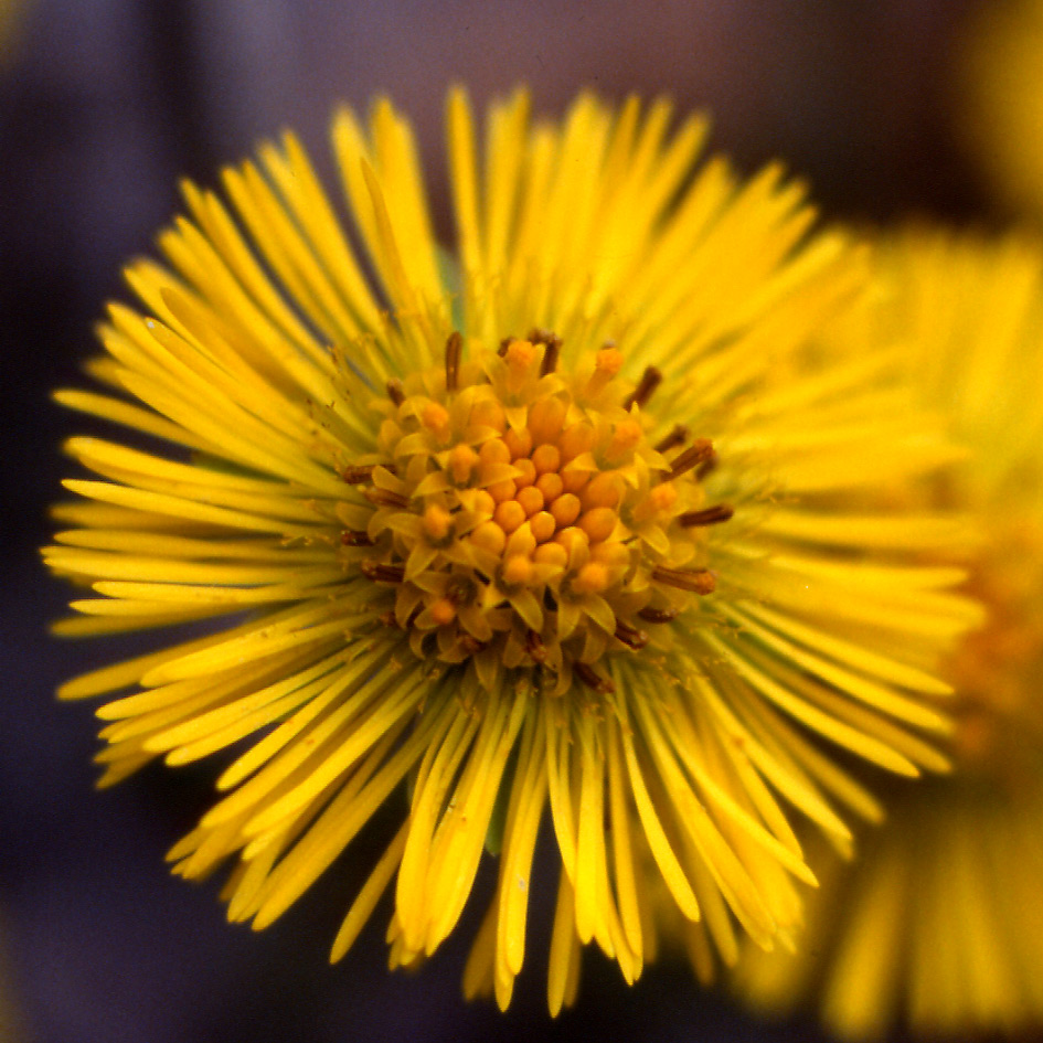 La primavera  vicina