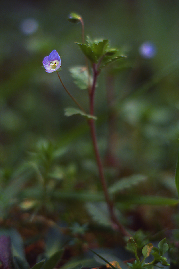 La primavera  vicina