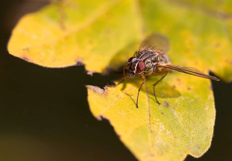 La Mosca (macro autunnale)