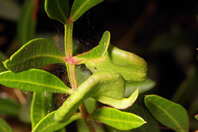 Andricus dentimitratus