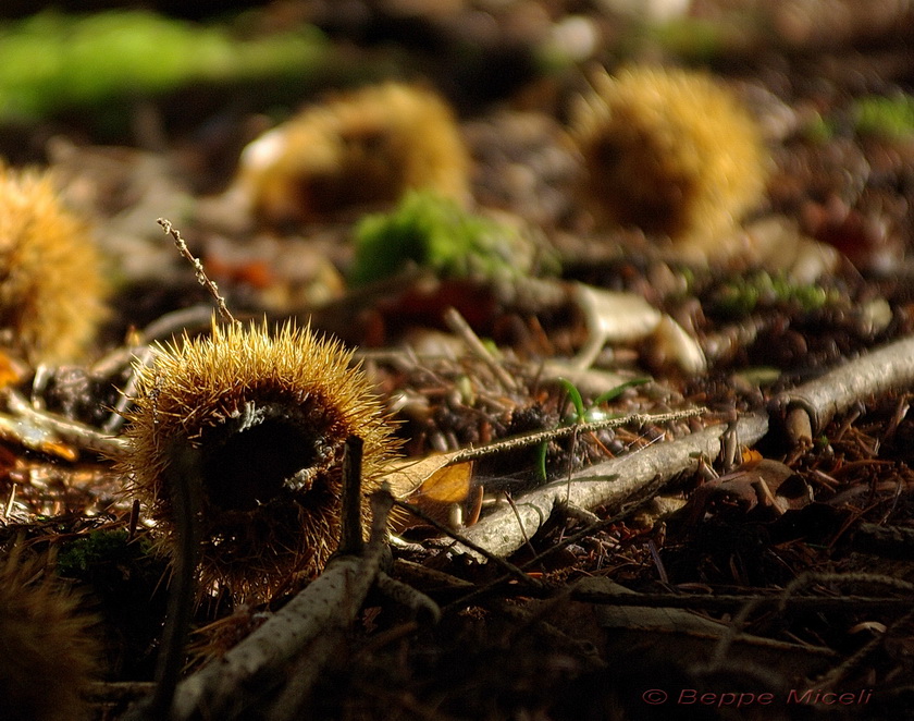 Autunno