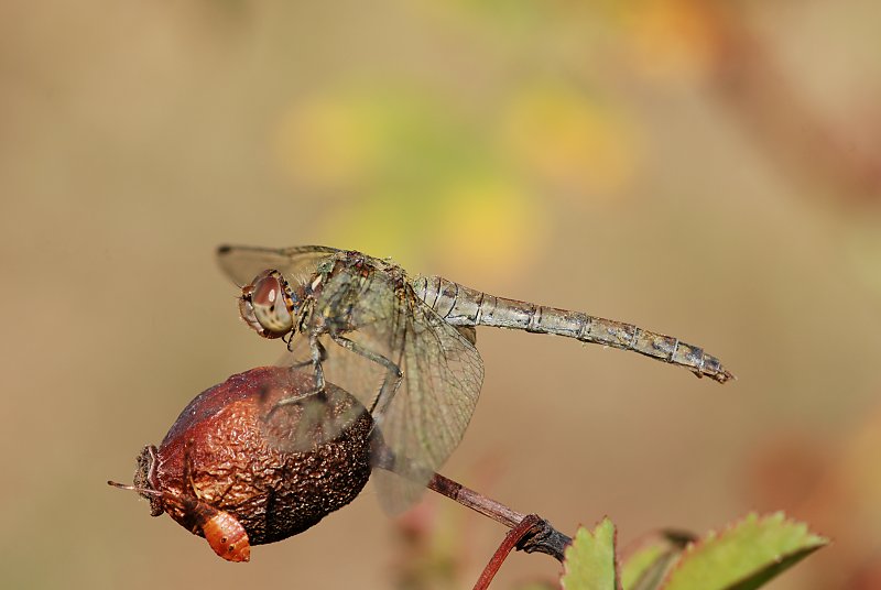 libellula