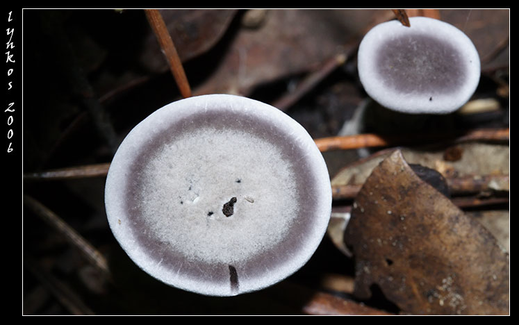 A spasso nel bosco 3