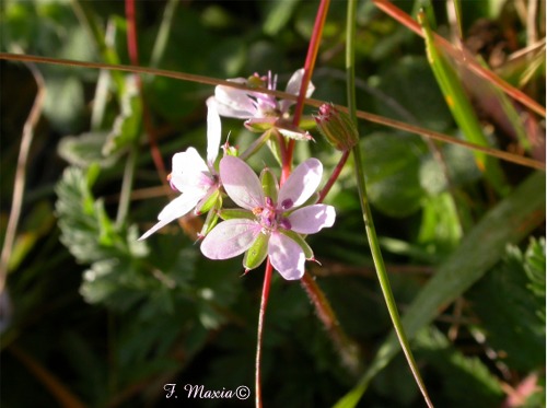 Erodium cicutarium