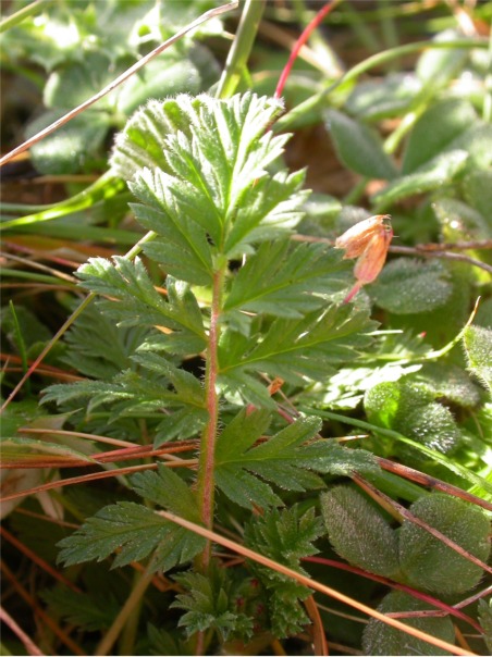 Erodium cicutarium