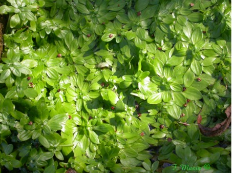 Sardegna: Callitriche sp. e Potamogeton sp.