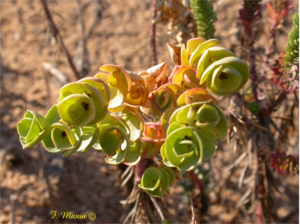 Euphorbia paralias / Euforbia marittima