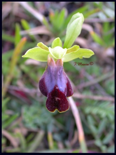 Ophrys fusca s.l. / (cosa ne pensate?)