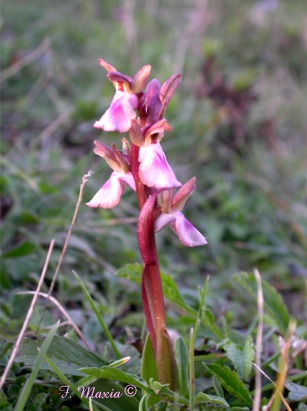 Orchis collina