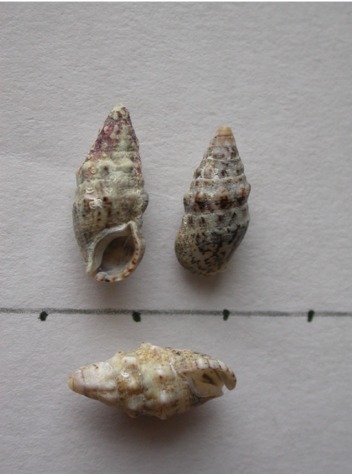 Cerithium sp.