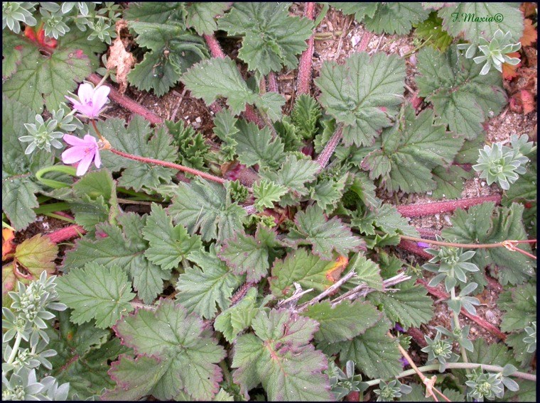 Erodium malacoides