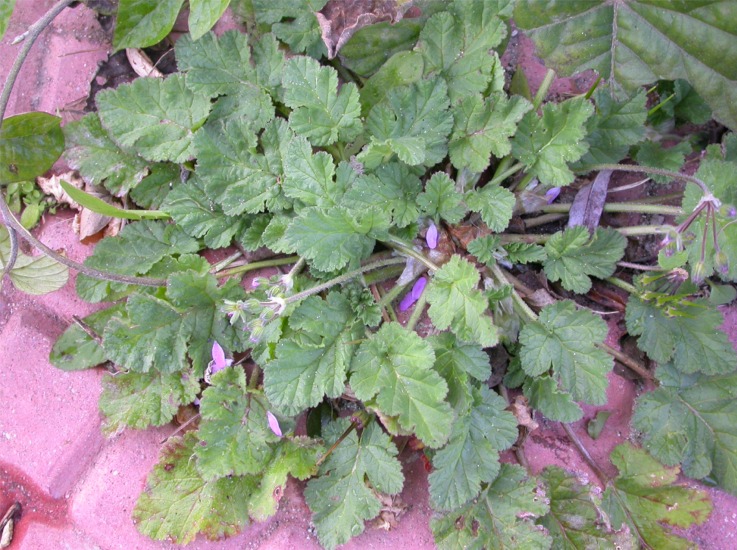 Erodium malacoides