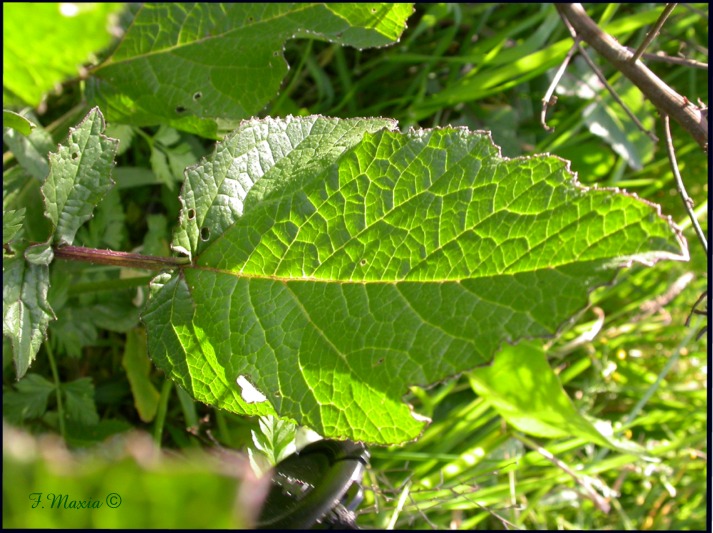 Brassicaea - Sinapis arvensis