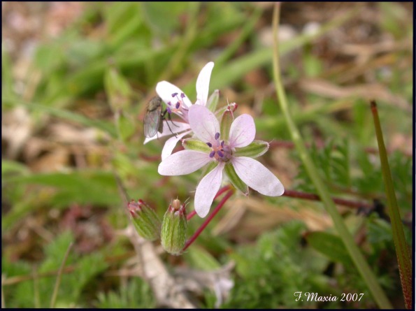 Erodium cicutarium