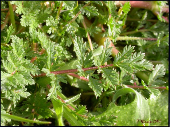 Erodium cicutarium