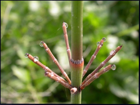 Poita est ki stiddiat? Equisetum cfr. ramosissimum